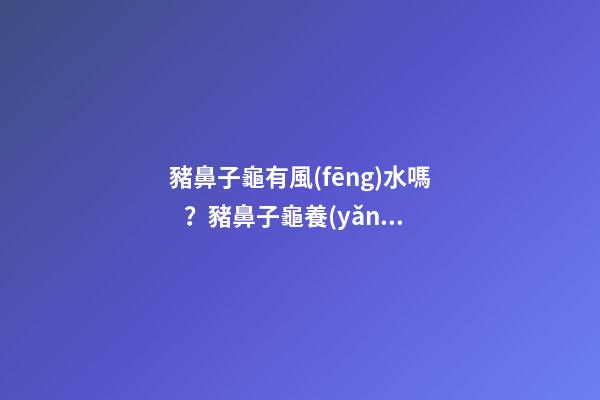 豬鼻子龜有風(fēng)水嗎？豬鼻子龜養(yǎng)幾只比較好？